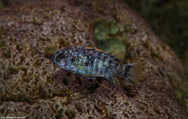 Labeotropheus fuelleborni 'Thumbi West Island'
